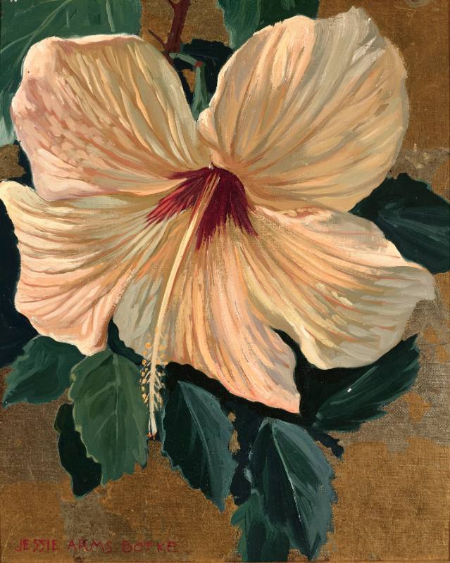 Hibiscus 